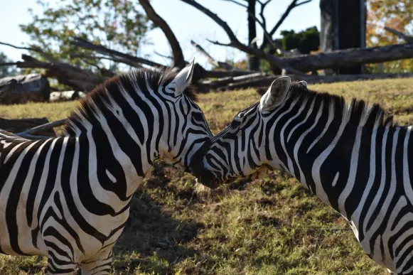 CrazyFox Casino Ondersteuning